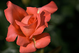 Bernhard Saalfeld - DSC02939 -1